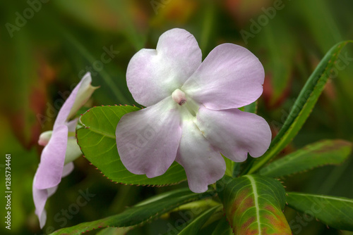 Closeup of single flower of Impatiens sodenii in a garden in Madeira