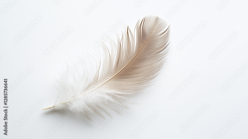 Soft beige and white feather on a white background Soft beige and white feather on a white background