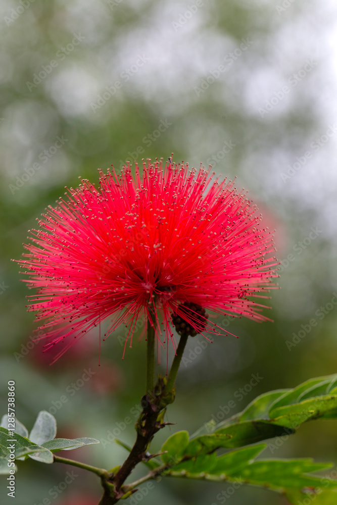 Closeup of flower of a single pink powderpuff plant (Calliandra haematocephala) in a garden in Madeira Closeup of flower of a single pink powderpuff plant (Calliandra haematocephala) in a garden in Madeira