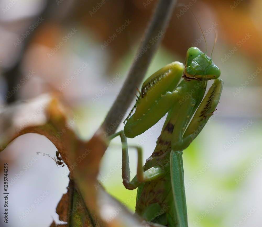Naklejka premium The praying mantis is a rare insect listed in the 