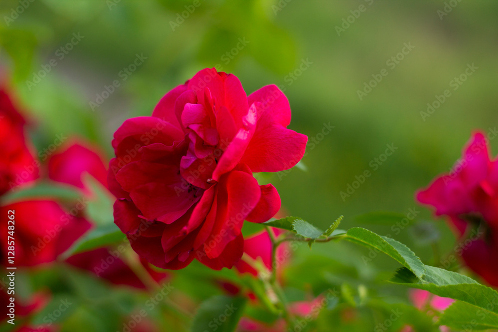 Rose in garden Rose in garden