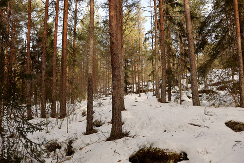 Fototapeta kuchenna Forest