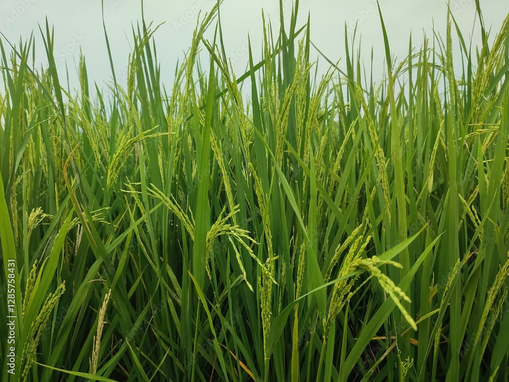 green rice field green rice field