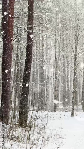 The sun shines between trees in a pine forest during a snowfall in February. Winter weekend in a pine forest in Latvia. Snowfall falls on the green branches of a small Christmas tree. Healthy outdoor