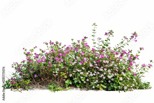 Buisson de plantes et fleurs, isolé sur fond blanc, plantes pour intégration graphique arrière plan découpé, 