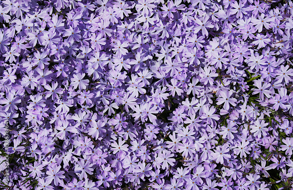 Fototapeta premium Flowers and leaves of creeping phlox