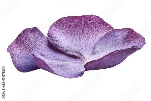 Purple rose petal, white isolate background