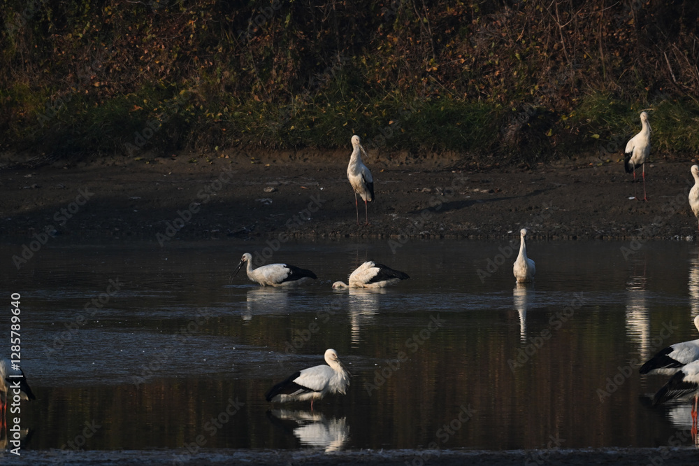 Obraz premium swans on the river