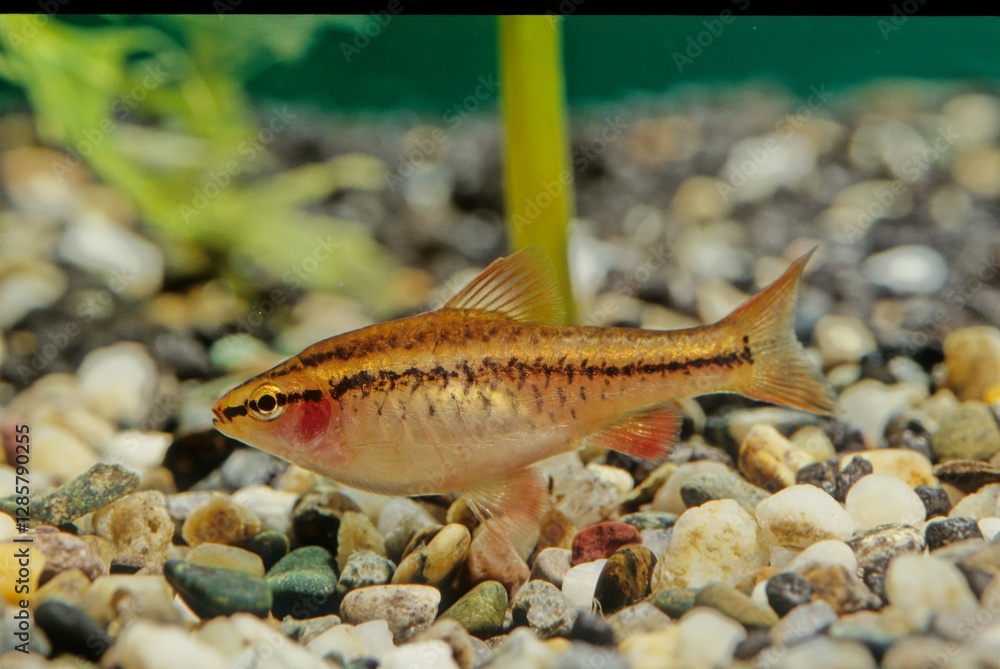 Obraz premium Cherry barb