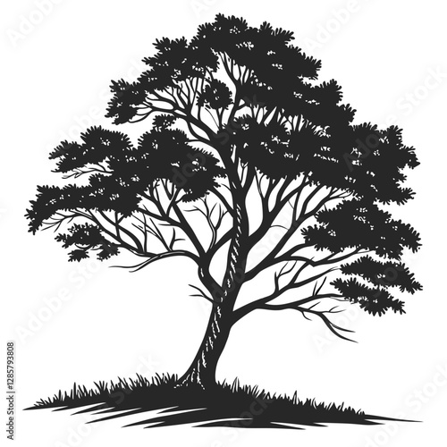 Beech tree silhouette vector illustration