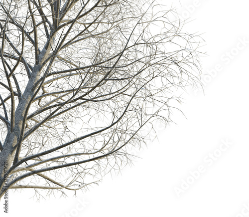 Wallpaper Mural Acer pseudoplatanus winter tree corner 4k png cutout transparent background Torontodigital.ca