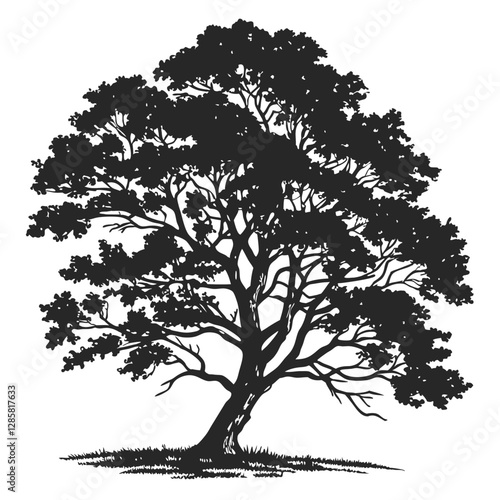 Sycamore tree silhouette vector illustration