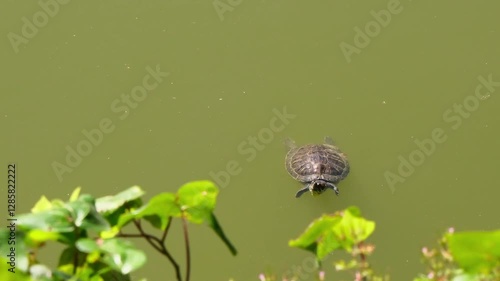 Turtle Floating Calmly in the Still Waters of a Lake