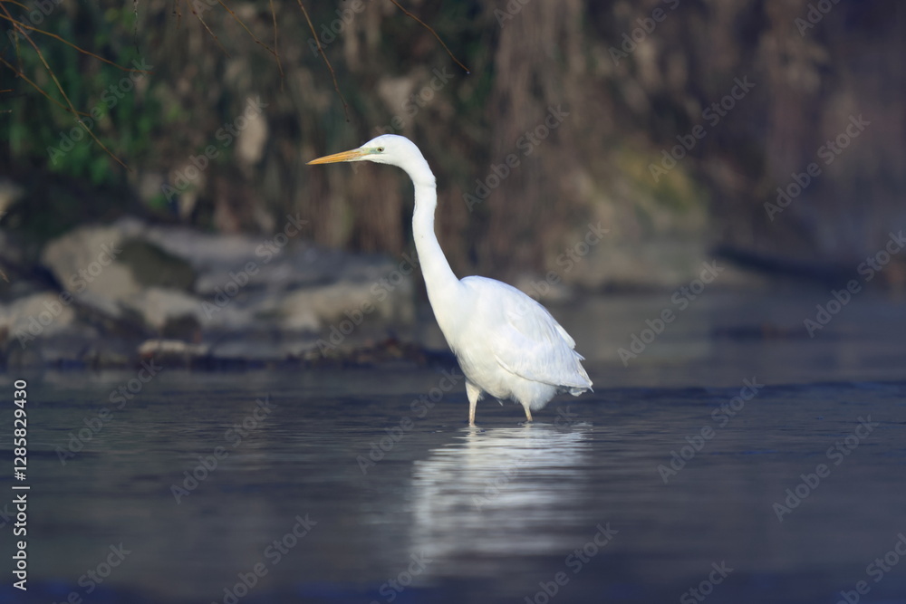 pesca al mattino pesca al mattino