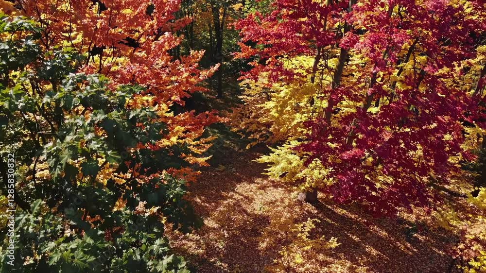 Aerial video captures vibrant autumn foliage from above, showcasing colorful treetops in a lush forest, highlighting nature's seasonal beauty. Aerial video captures vibrant autumn foliage from above, showcasing colorful treetops in a lush forest, highlighting nature's seasonal beauty.