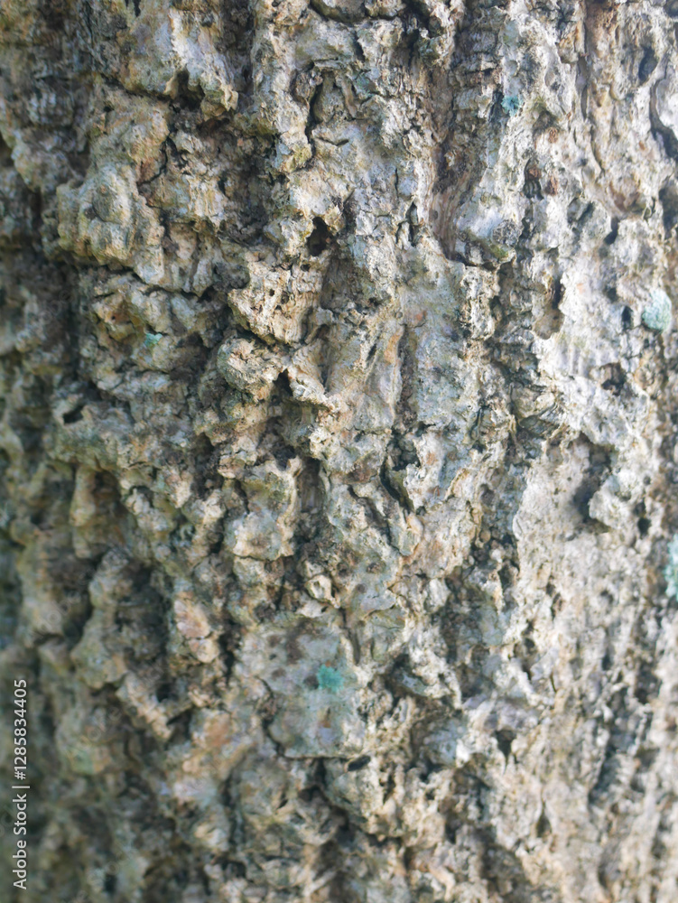 Bark of old tree texture. Abstract background and texture for design Bark of old tree texture. Abstract background and texture for design