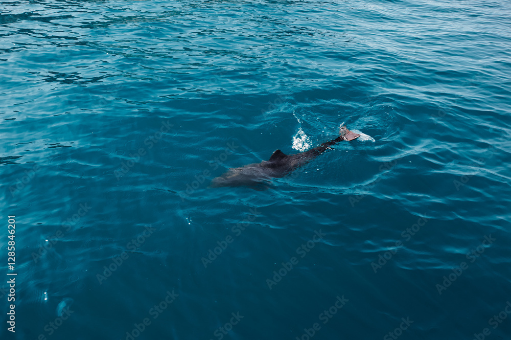 Naklejka premium Dolphin Swimming Serenely Through Calm Blue Ocean Waters Under Sunlight..