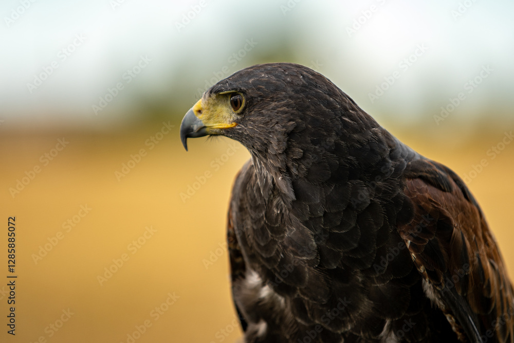 Fototapeta premium Hawk
