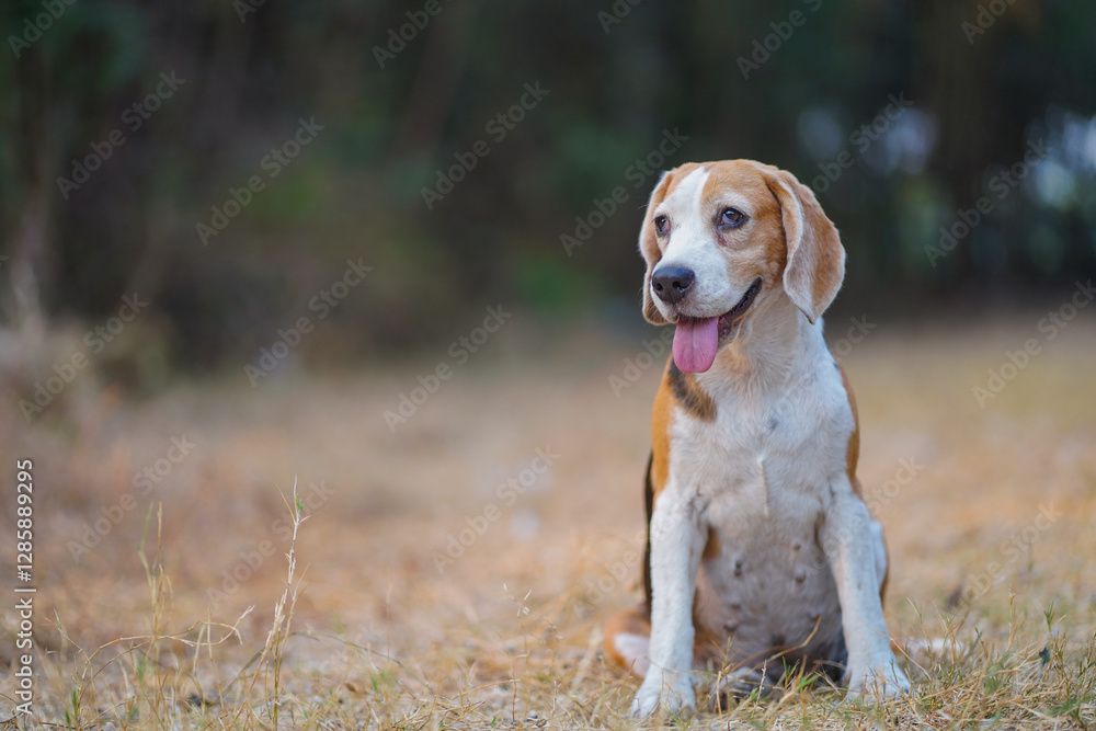 Happy Beagle Dog Sitting Outdoors in a Natural Landscape Happy Beagle Dog Sitting Outdoors in a Natural Landscape