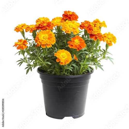 A Vibrant Potted Marigold Plant with Bright Orange Flowers Isolated on Transparent Background