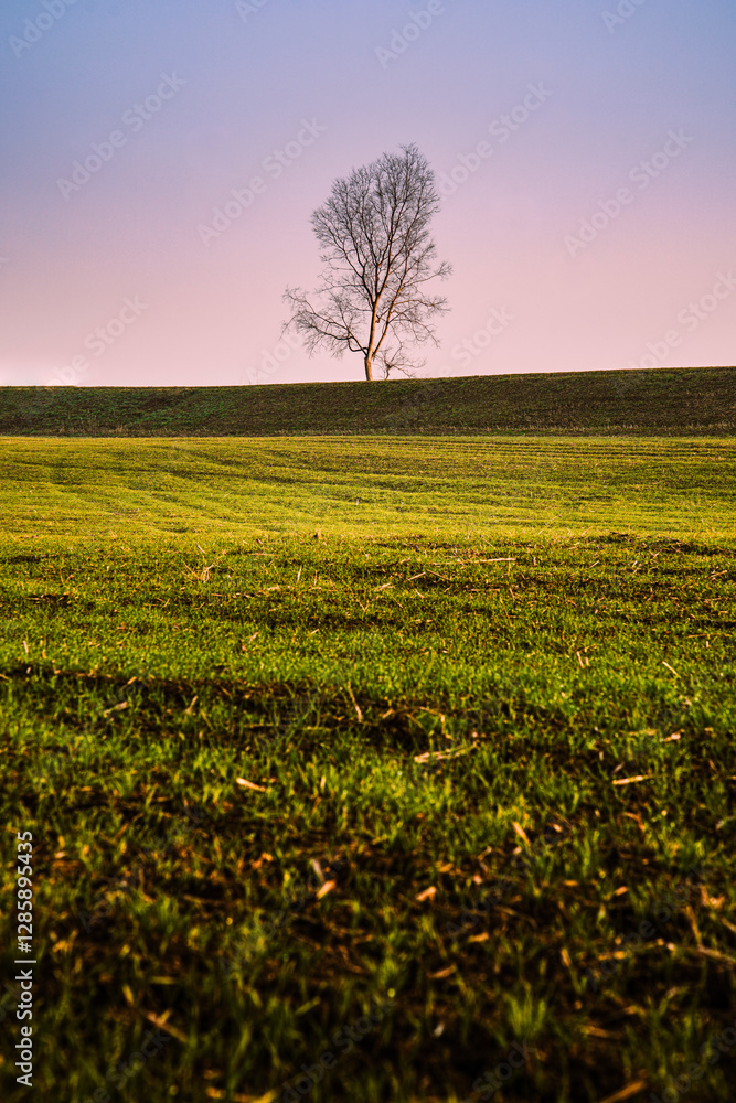 Obraz premium a tree