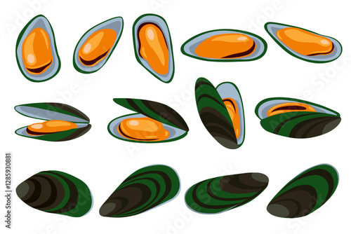 Green Shell mussels isolated on white background, Fresh New Zealand mussels on illustration vector isolated on white background.	