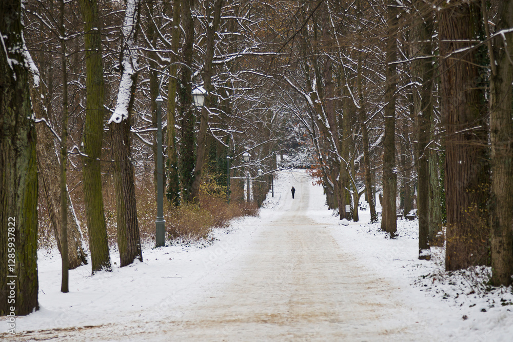 Winter in Lazienki Park, Warsaw