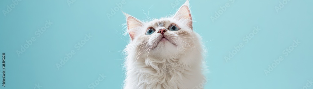 Portrait of a fluffy white cat looking up against a blue background, showcasing curiosity. Portrait of a fluffy white cat looking up against a blue background, showcasing curiosity.
