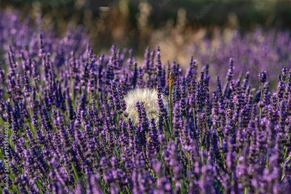 Naklejka premium Lavender Fields in Provence, France: Natures Serenity