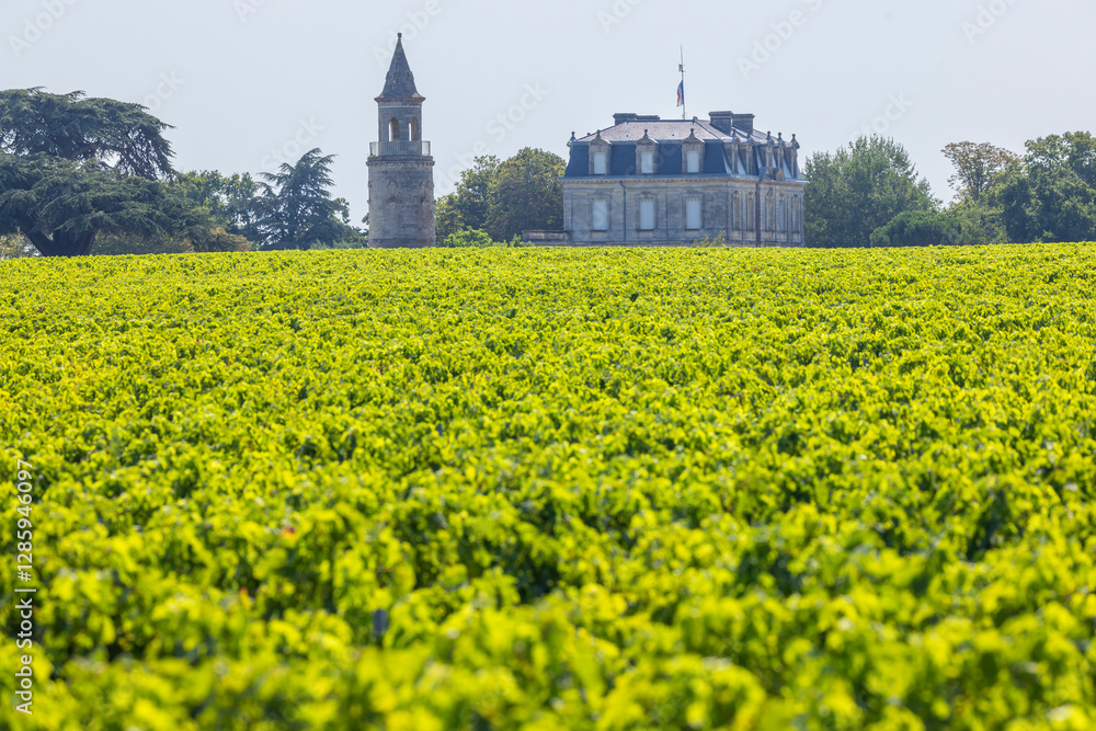 Typical vineyards near Chateau la Tour de By, Bordeaux, Aquitaine, France Typical vineyards near Chateau la Tour de By, Bordeaux, Aquitaine, France