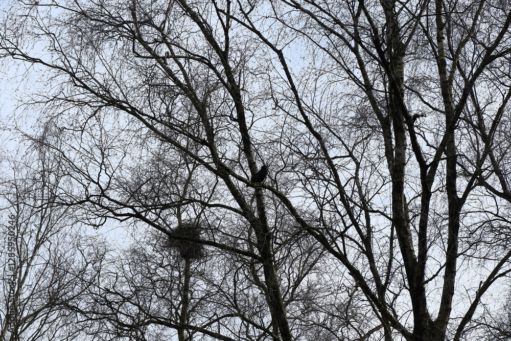 Bare Black Tree Branches with Bird and Nest Bare Black Tree Branches with Bird and Nest