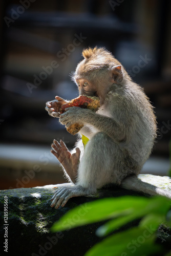 baby monkey enjoying it's food