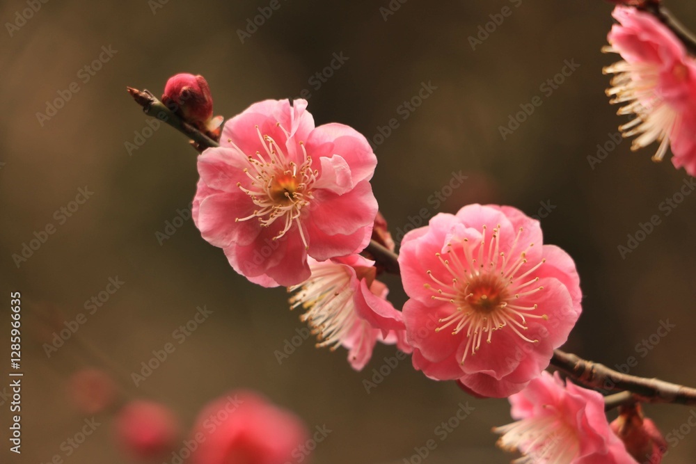 Obraz premium pink magnolia flowers