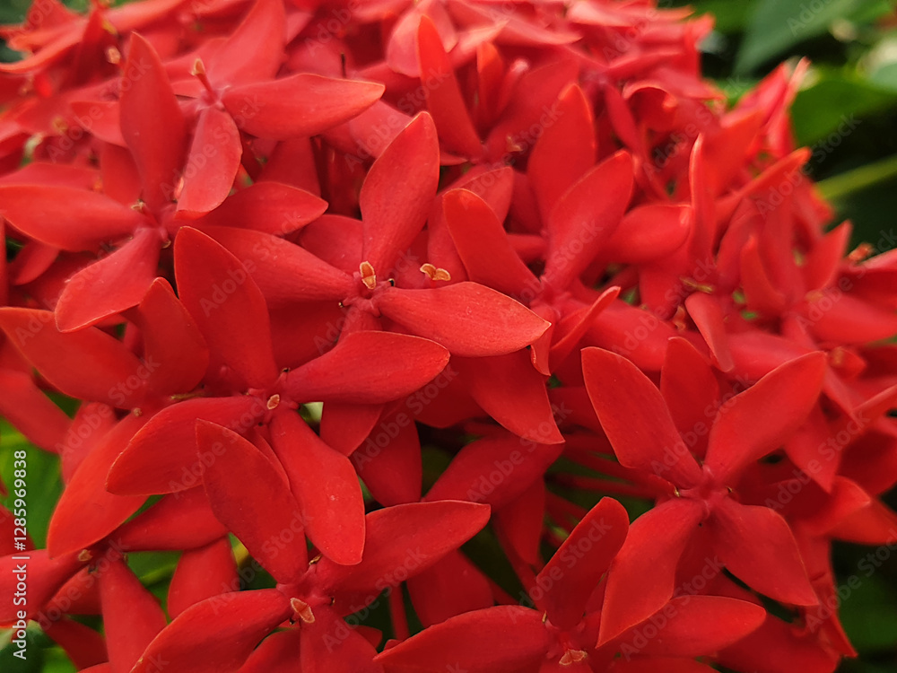 red flowers. Ixora is a genus of flowering plants in the family Rubiaceae. It is the only genus in the tribe Ixoreae. It consists of tropical evergreen trees and shrubs and holds around 544 species. red flowers. Ixora is a genus of flowering plants in the family Rubiaceae. It is the only genus in the tribe Ixoreae. It consists of tropical evergreen trees and shrubs and holds around 544 species.