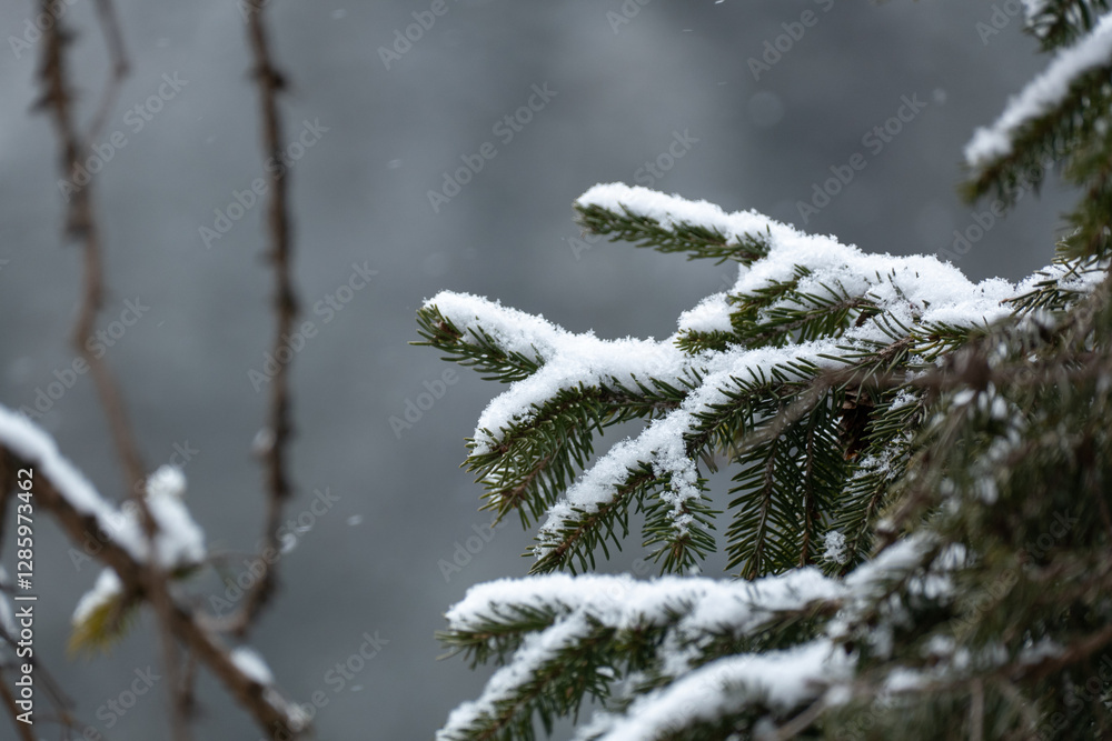 Snow covered pine tree branches Snow covered pine tree branches