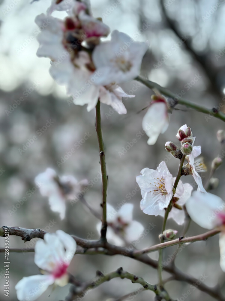 Blossom mountain landscape. Blossoming almond trees. High quality photo Blossom mountain landscape. Blossoming almond trees. High quality photo