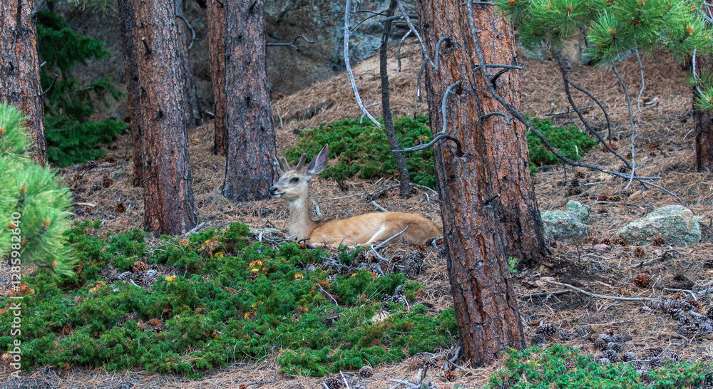 Obraz premium Young Deer Resting Among Trees in a Forested Area During Daylight Hours
