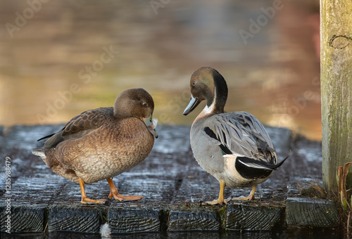 Pintail duck, anas acuta, male and female, beside a pond, close up, in winter in the uk photo