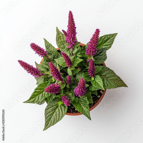 Vibrant Purple Liatris Flower Plant in Terracotta Pot Top View