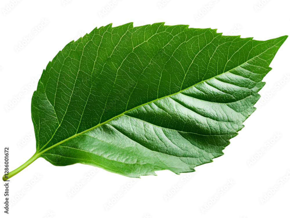 Obraz premium A vibrant green leaf showcasing fine details and textures, representing nature's beauty and the environment.