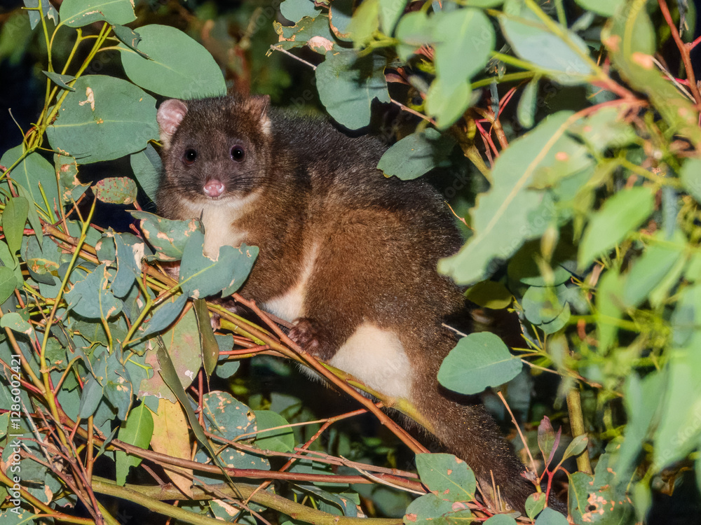Western Ringtail Possum (Pseudocheirus occidentalis) in Australia