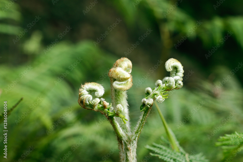 Fiddlehead or green fiddleheads are leaves that are peeled from young ferns, harvested to be used as vegetables. Leaves that form spirals Fiddlehead or green fiddleheads are leaves that are peeled from young ferns, harvested to be used as vegetables. Leaves that form spirals