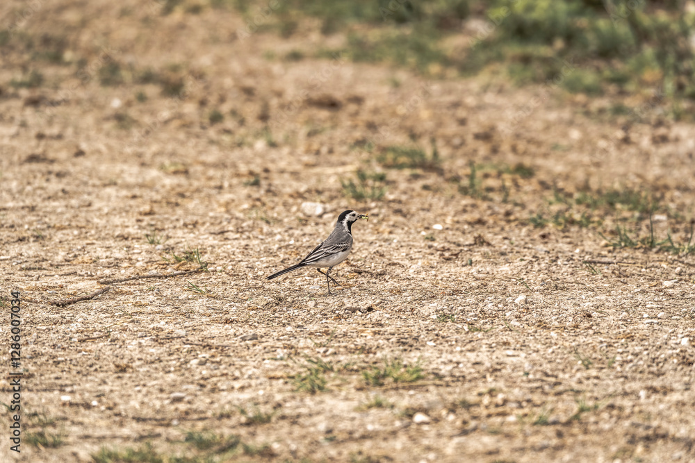 wagtail bird avian on the ground wagtail bird avian on the ground