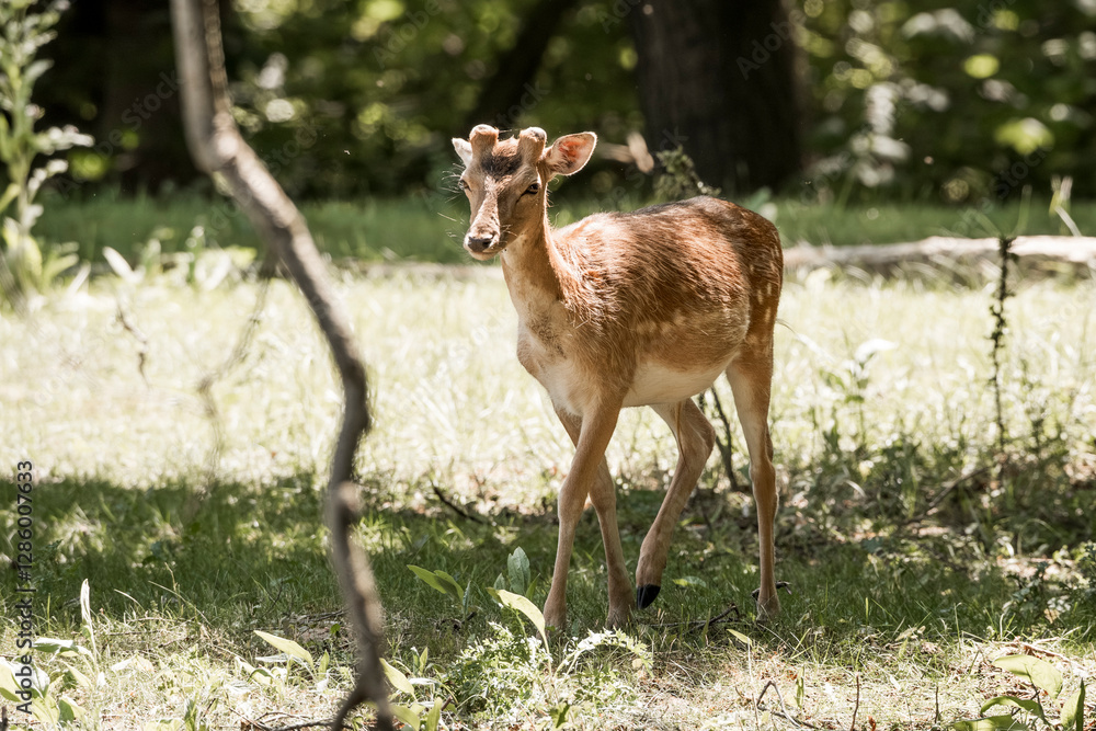 Naklejka premium beautiful fellow deer animal in nature area in the Netherlands 