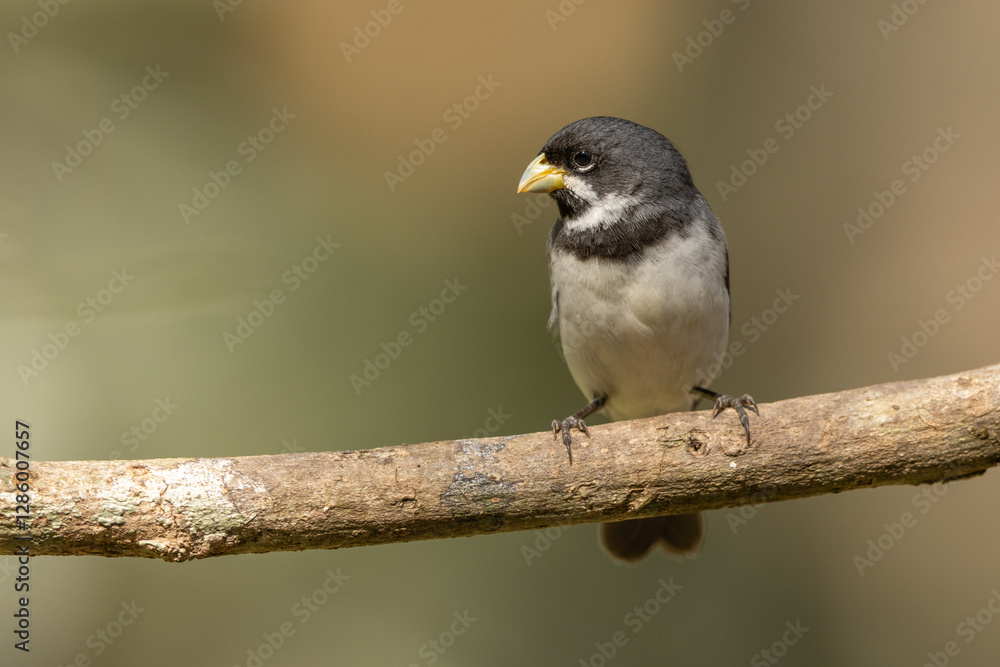 Fototapeta premium Double-collared seedeater perched on a branch