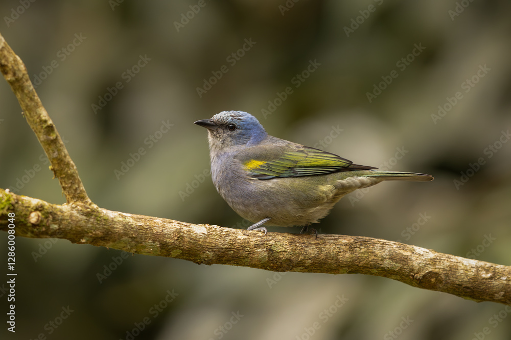 Golden-chevroned tanager perched on a branch Golden-chevroned tanager perched on a branch