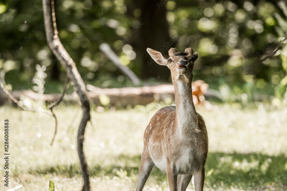 beautiful fellow deer animal in nature area in the Netherlands beautiful fellow deer animal in nature area in the Netherlands