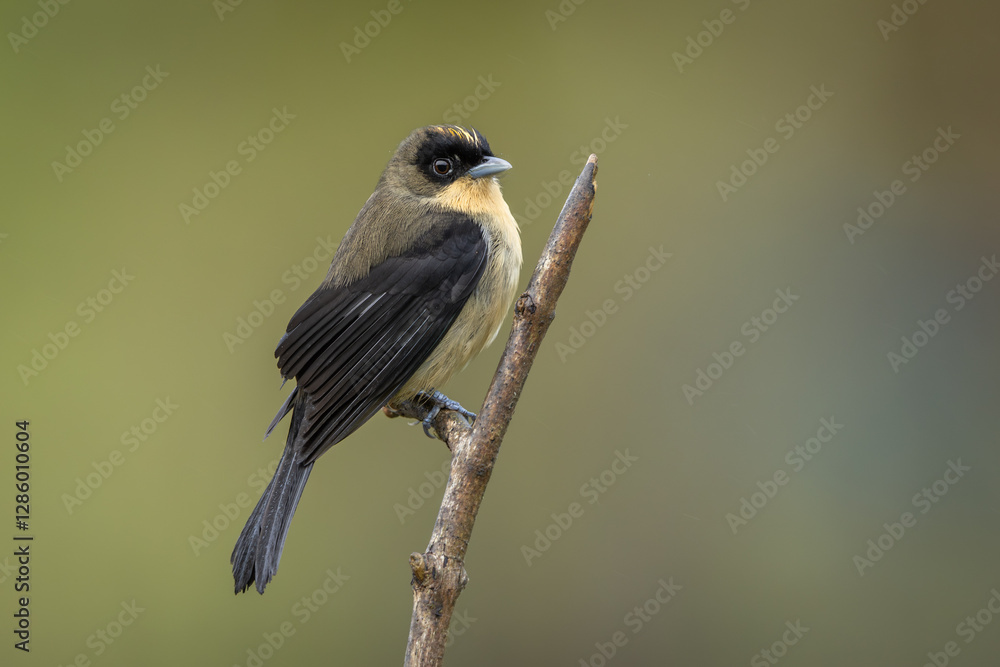 Naklejka premium Black-goggled tanager perched on a branch and isolated against a neutral green background
