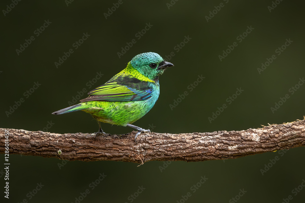 Obraz premium Green-headed tanager perched on a branch