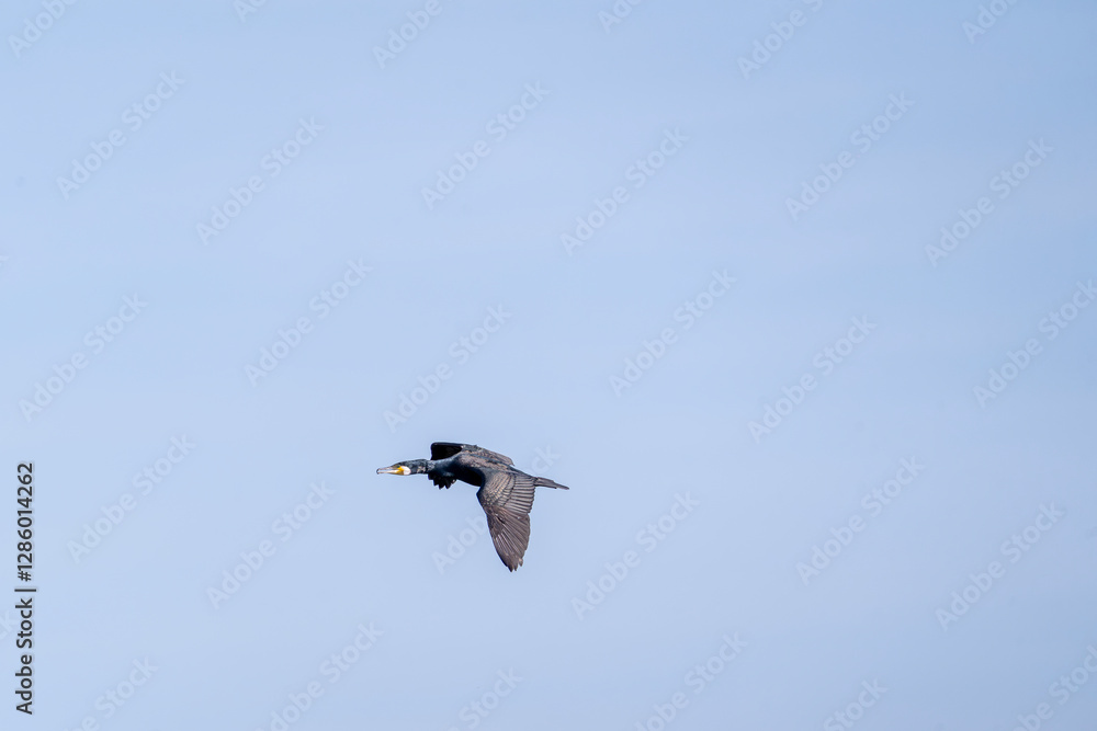 Obraz premium black cormorant bird in the sky flying wings animal blue